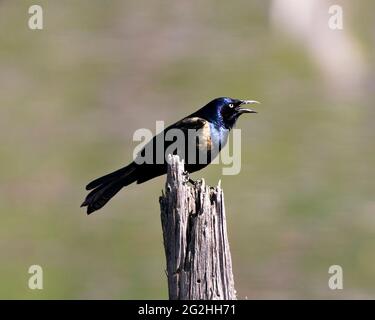 Common Grackle thront auf einem Stumpf mit einem unscharfen Hintergrund mit offenem Schnabel, Feder und Schwanz in seinem Lebensraum und Umgebung. Bild Grellen. Bild Stockfoto