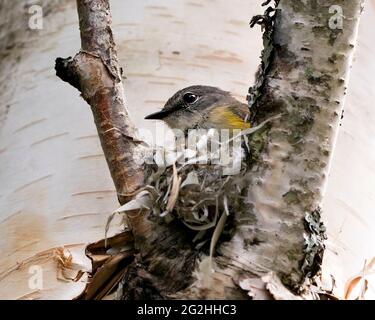 Waldsänger, der in seiner Umgebung und seinem Lebensraum ein Nest auf einem Birkenstamm baut, zeigt Schnabel, Kopf, Auge und gelbes und graues Gefieder. Foto Des Waldsängers. Stockfoto