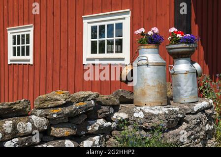 Alte Milchdosen mit Blumen, Schweden, Insel Öland Stockfoto