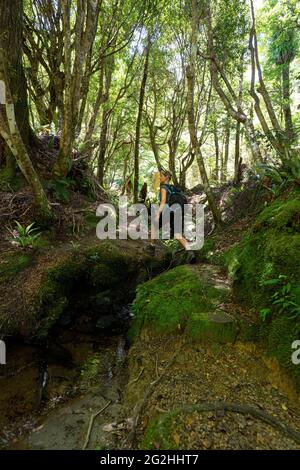 Ruapani Circuit, lange und anstrengende Wanderung durch den Dschungel zum Lake Waikareiti im Te Urewera National Park, North Island, Neuseeland Stockfoto