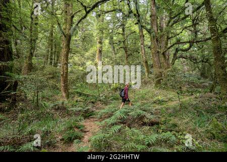 Ruapani Circuit, lange und anstrengende Wanderung durch den Dschungel zum Lake Waikareiti im Te Urewera National Park, North Island, Neuseeland Stockfoto