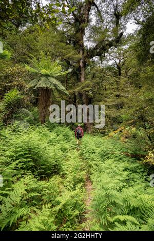 Ruapani Circuit, lange und anstrengende Wanderung durch den Dschungel zum Lake Waikareiti im Te Urewera National Park, North Island, Neuseeland Stockfoto