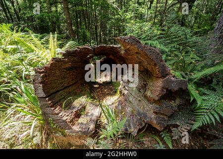 Ruapani Circuit, lange und anstrengende Wanderung durch den Dschungel zum Lake Waikareiti im Te Urewera National Park, North Island, Neuseeland Stockfoto