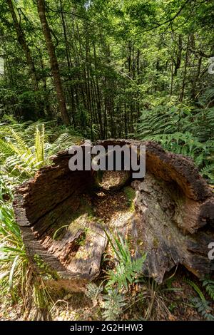 Ruapani Circuit, lange und anstrengende Wanderung durch den Dschungel zum Lake Waikareiti im Te Urewera National Park, North Island, Neuseeland Stockfoto