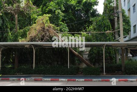 Zwischen dem Strommast und dem umgestürzten Baum wird ein großes Seil befestigt, um zu verhindern, dass der Baumstamm auf die Stromleitung und das Dach fällt Stockfoto