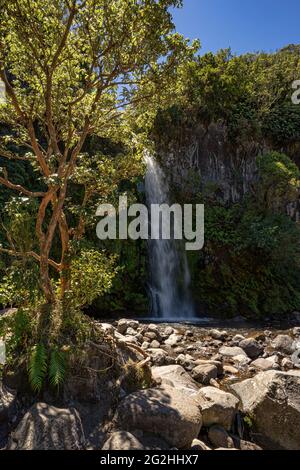 Dawson Falls, Wasserfälle auf Mount Taranaki, New Plymouth Province, North Island, Neuseeland Stockfoto