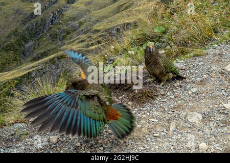 Keas at Avalanche Peak, 1833 m, der berühmteste Gipfel im Arthur's Pass National Park. Südinsel, Neuseeland Stockfoto