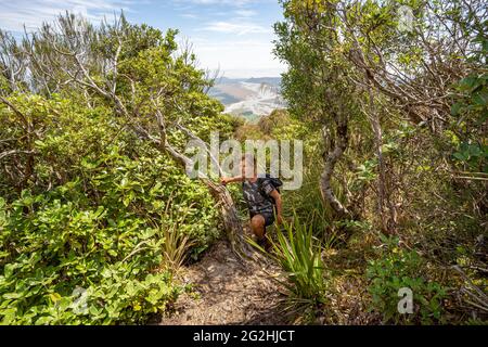 Wanderung zum Mount Fox 1.021m über einen steilen Anstieg durch den Dschungel zu einem Wiesenplateau an der Westküste von South Island Neuseeland Stockfoto