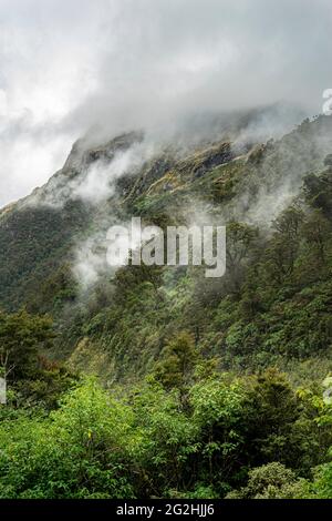 Urwald auf Doubtful Sound, Südinsel, Neuseeland Stockfoto