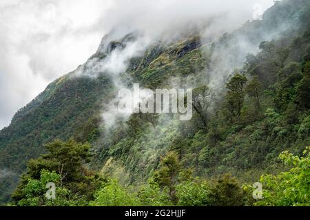 Urwald auf Doubtful Sound, Südinsel, Neuseeland Stockfoto