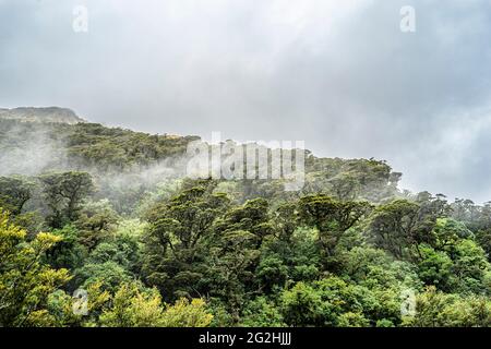 Urwald auf Doubtful Sound, Südinsel, Neuseeland Stockfoto