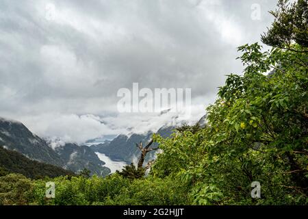 Urwald auf Doubtful Sound, Südinsel, Neuseeland Stockfoto