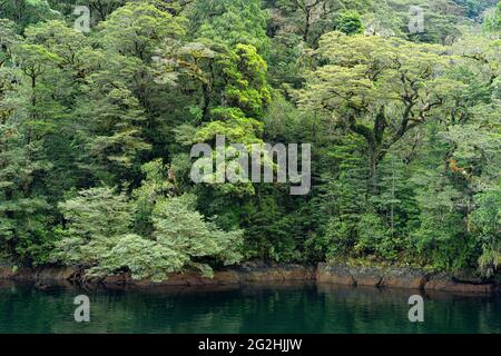 Urwald auf Doubtful Sound, Südinsel, Neuseeland Stockfoto