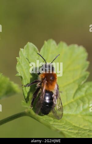 Weibchen der flauschigen Sandbiene (Andrena nitida) sonnenbaden auf einem Johannisbeerblatt Stockfoto