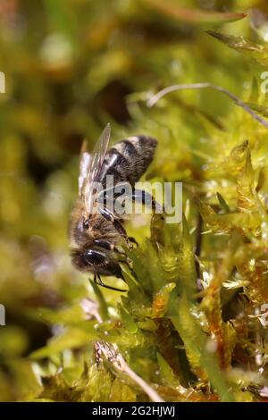 Honigbiene (APIs mellifera) trinkt Wasser auf Moos Stockfoto