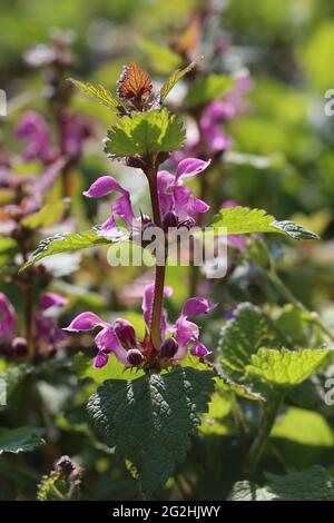 Blume der gefleckten toten Brennnessel (Lamium maculatum) Stockfoto