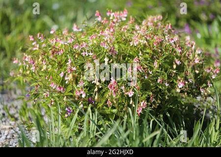 Erbsenfrühling (Lathyrus vernus) „Alboroseus“ Stockfoto