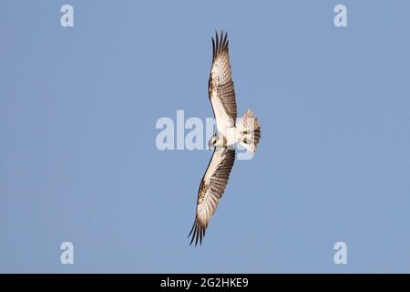 Fischadler Pandion haliaetus Stockfoto