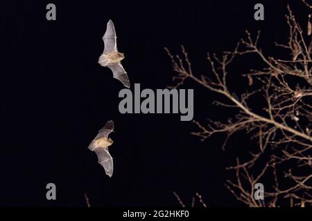 Pipistrelle Fledermaus, Pipistrellus pipistrellus, zwei, im Flug Stockfoto