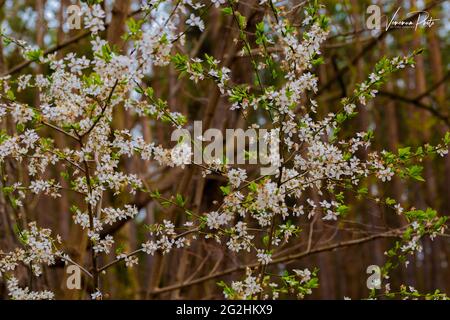 Pflaumenbaum blüht im Frühling gegen den blauen Himmel, blüht im Frühling auf einem Pflaumenbaum, selektive Schärfe Stockfoto