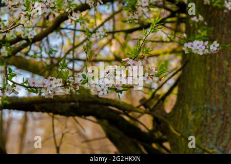 Pflaumenbaum blüht im Frühling gegen den blauen Himmel, blüht im Frühling auf einem Pflaumenbaum, selektive Schärfe, schönes Bokeh Stockfoto