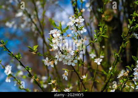 Pflaumenbaum blüht im Frühling gegen den blauen Himmel, blüht im Frühling auf einem Pflaumenbaum, selektive Schärfe, schönes Bokeh Stockfoto