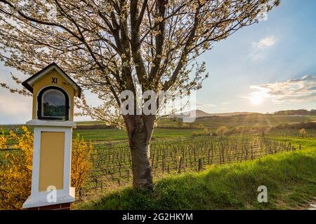 Guntramsdorf, 11. Station des Kreuzes bei der Kapelle Weingartenkapelle, Kirschblüte, Weinberg, Berg Anninger in Wienerwald / Wienerwald, Niederösterreich / Niederösterreich, Österreich Stockfoto