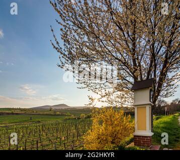 Guntramsdorf, 11. Station des Kreuzes bei der Kapelle Weingartenkapelle, Kirschblüte, Weinberg, Berg Anninger in Wienerwald / Wienerwald, Niederösterreich / Niederösterreich, Österreich Stockfoto