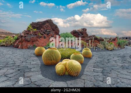 Lanzarote Goldkugelkakteen (Echinocactus platyacanthus) im Jardin de Cactus, von César Manrique, in der Nähe von Guatiza, Lanzarote, Kanarische Inseln, Spanien, Europa Stockfoto