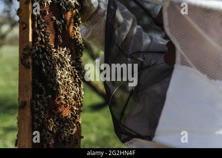 Bio-Imker, der Bienenstöcke wechselt Stockfoto