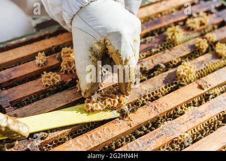 Bio-Imker, der Bienenstöcke wechselt Stockfoto