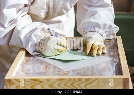 Bio-Imker, der Bienenstöcke wechselt Stockfoto