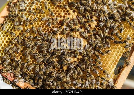 Bio-Imker, der Bienenstöcke wechselt Stockfoto