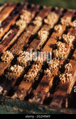 Bio-Imker, der Bienenstöcke wechselt Stockfoto