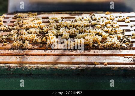 Bio-Imker, der Bienenstöcke wechselt Stockfoto
