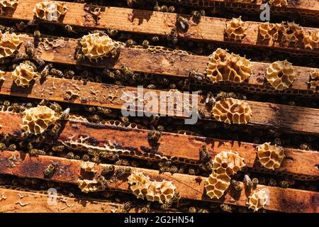 Bio-Imker, der Bienenstöcke wechselt Stockfoto