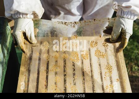 Bio-Imker, der Bienenstöcke wechselt Stockfoto