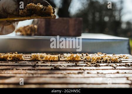 Bio-Imker, der Bienenstöcke wechselt Stockfoto