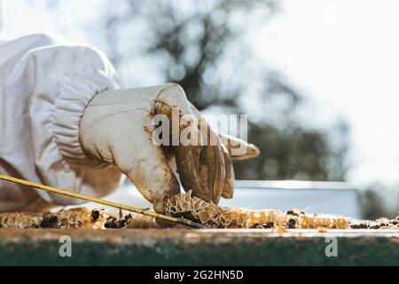 Bio-Imker, der Bienenstöcke wechselt Stockfoto