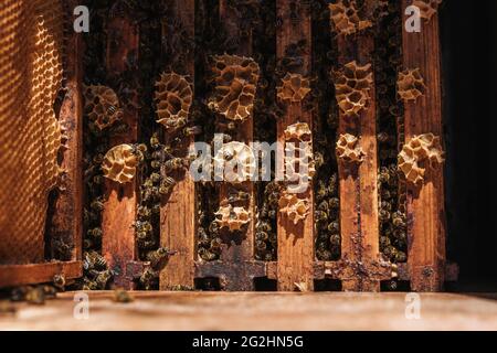 Bio-Imker, der Bienenstöcke wechselt Stockfoto