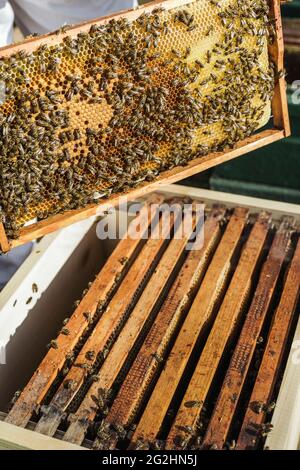 Bio-Imker, der Bienenstöcke wechselt Stockfoto
