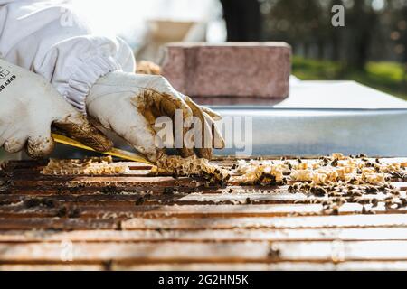 Bio-Imker, der Bienenstöcke wechselt Stockfoto