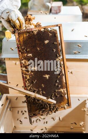 Bio-Imker, der Bienenstöcke wechselt Stockfoto