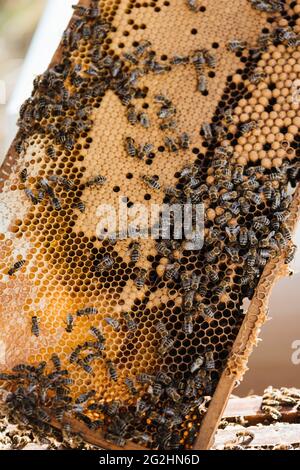 Bio-Imker, der Bienenstöcke wechselt Stockfoto