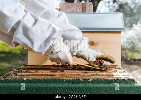Bio-Imker, der Bienenstöcke wechselt Stockfoto