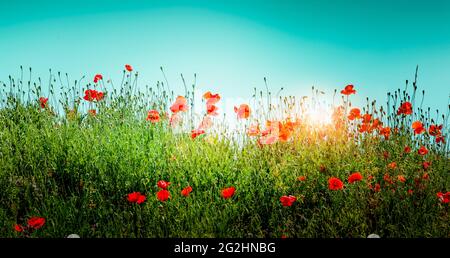 Rote Mohnblumen vor blauem Himmel bei Sonnenaufgang Stockfoto