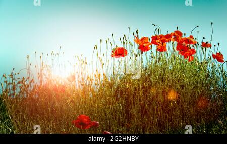 Rote Mohnblumen vor blauem Himmel bei Sonnenaufgang Stockfoto