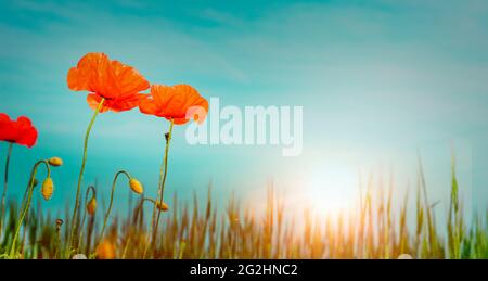 Rote Mohnblumen vor blauem Himmel bei Sonnenaufgang Stockfoto