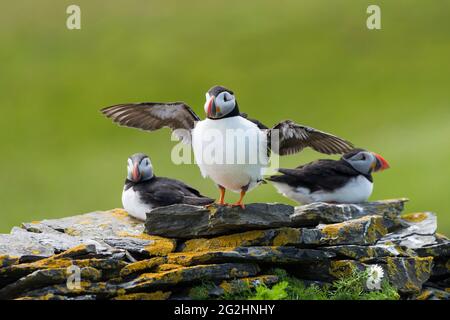 Puffin Trio, Isle of Noss, Schottland, Shetland Islands Stockfoto