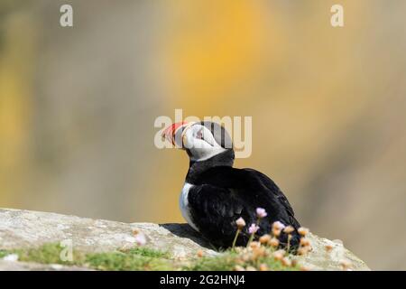 Atlantic Puffin, Isle of Noss, Schottland, Shetland Islands Stockfoto